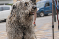13a CAMINADA POPULAR  PENYES  BARÇA _050