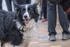 13a CAMINADA POPULAR  PENYES  BARÇA _072