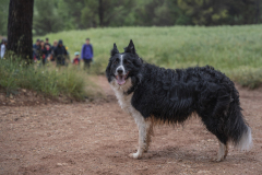 13a CAMINADA POPULAR  PENYES  BARÇA _145