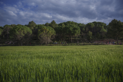 14a CAMINADA POPULAR  PENYES  BARÇA _201.JPG