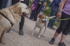 14a CAMINADA POPULAR  PENYES  BARÇA _230.JPG