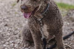 14a CAMINADA POPULAR  PENYES  BARÇA _256.JPG