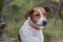 14a CAMINADA POPULAR  PENYES  BARÇA _265.JPG