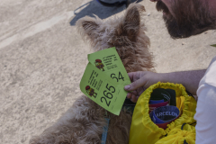 14a CAMINADA POPULAR  PENYES  BARÇA _491.JPG